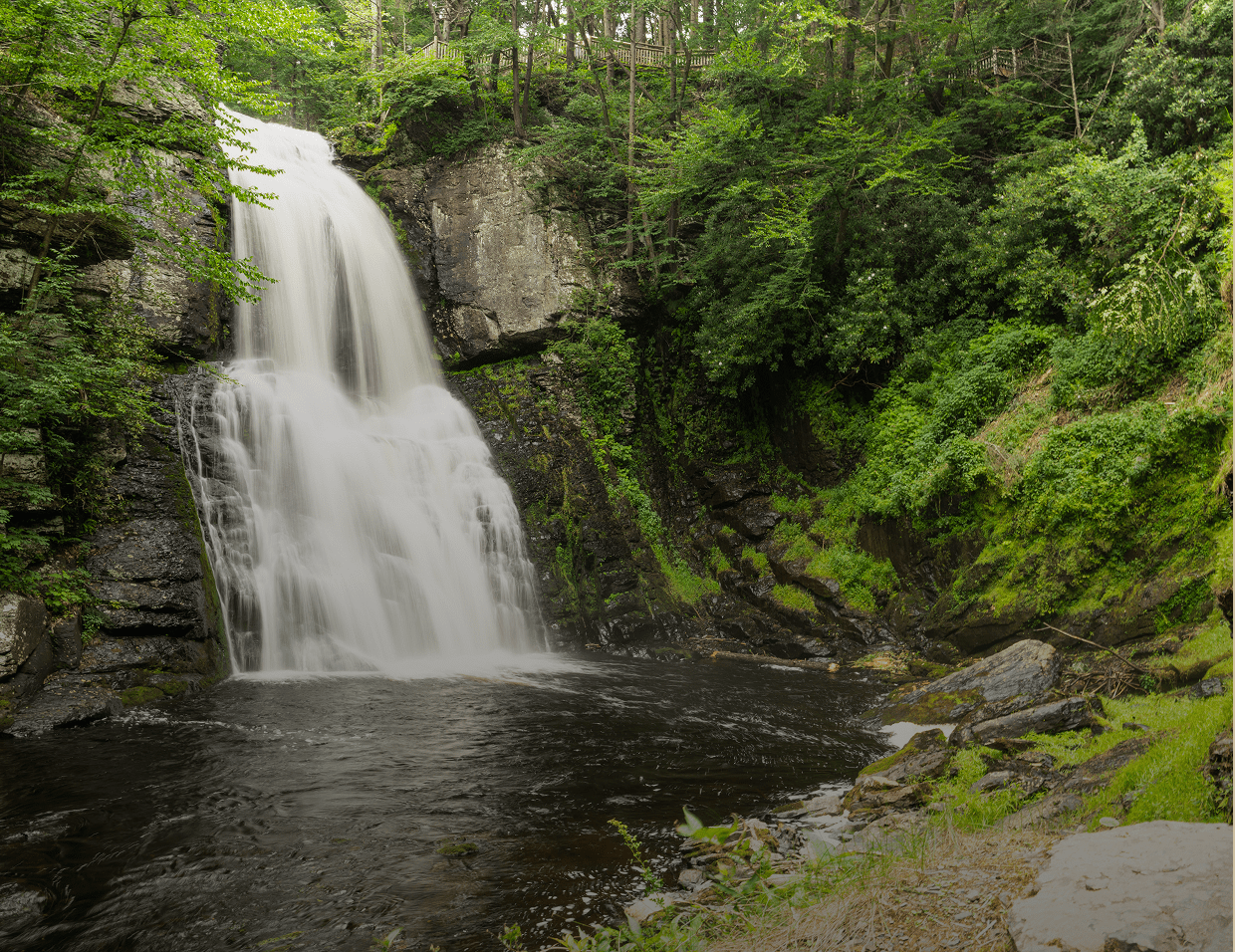 Lush forest waterfall scene