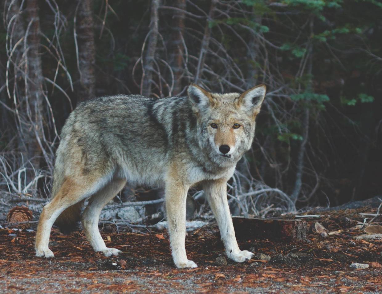 Coyote standing in a forest clearing.