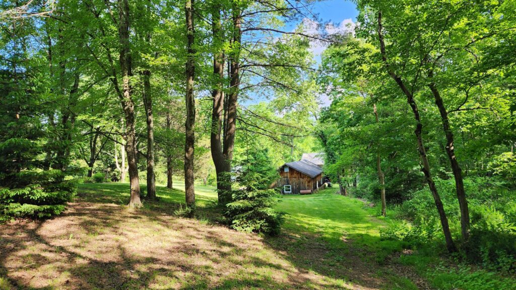Cabin surrounded by lush green forest trees.