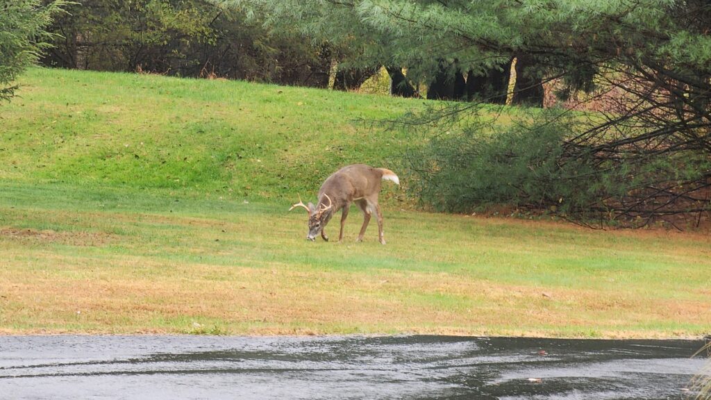Deer grazing on a grassy hillside.