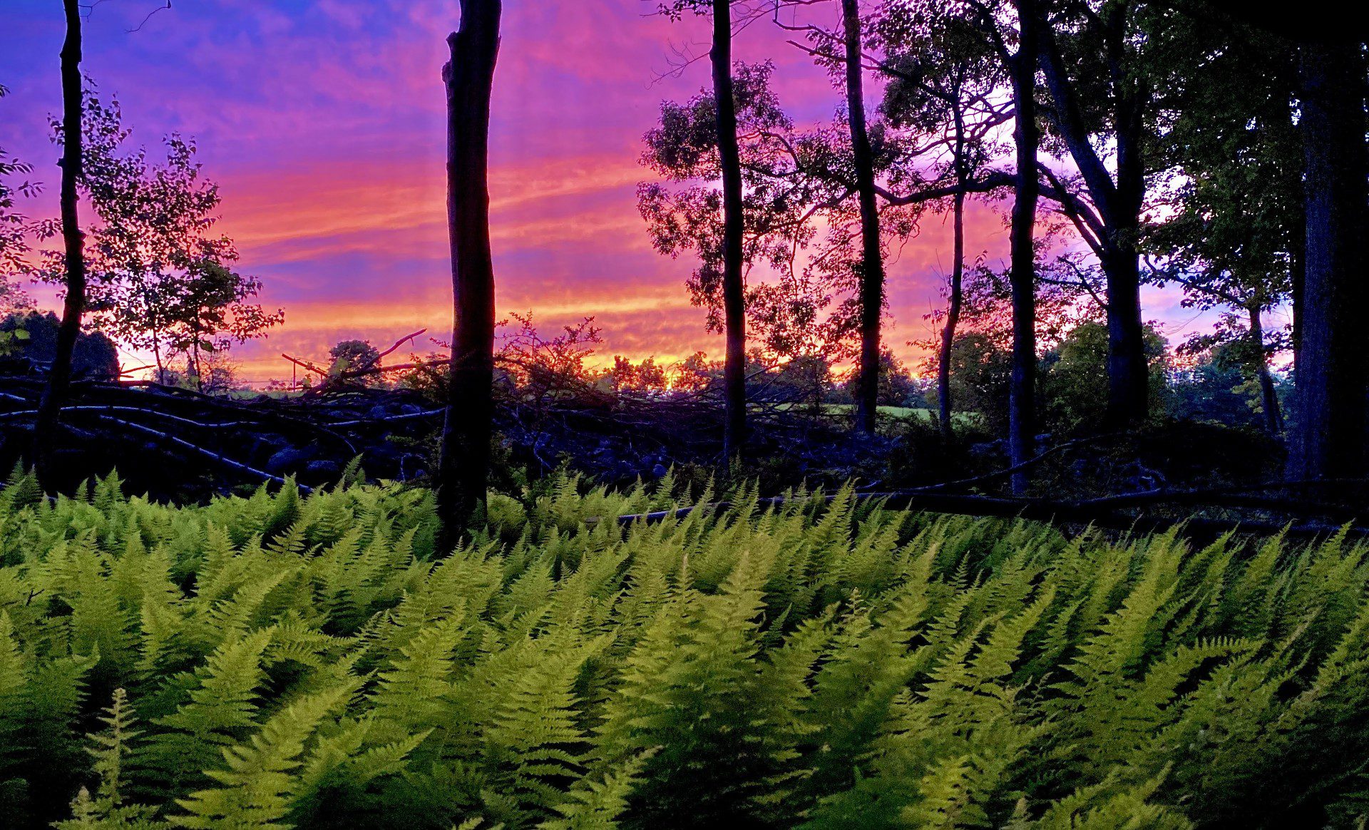 Sunset over forest with lush ferns.